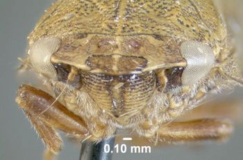 Media type: image;   Entomology 618405 Aspect: head frontal view